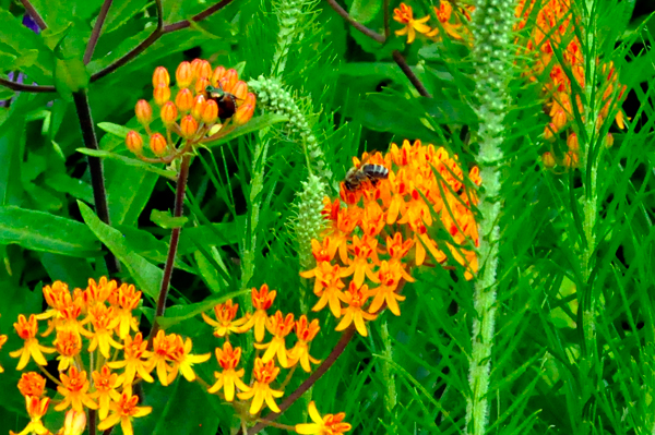 flower in Bartlett Arboretum